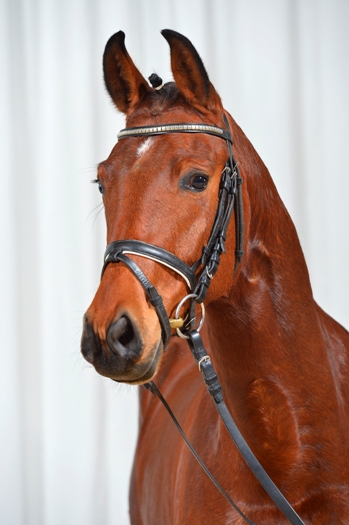 Gestütsauktion 2015 (Foto: Maximilian Schreiner)