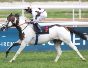 Silvery Moon xx auf der Rennbahn