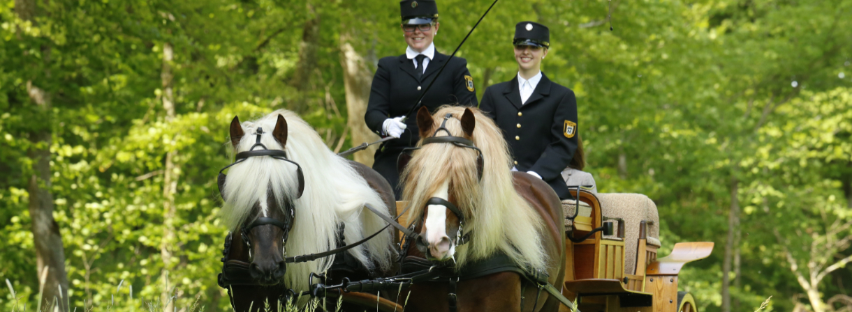 Cathi Acker mit einem Gespann in der Wiese (Foto: Archiv Boiselle)