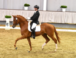 Giuliani/T. geritten im Trab (Foto: Beelitz)