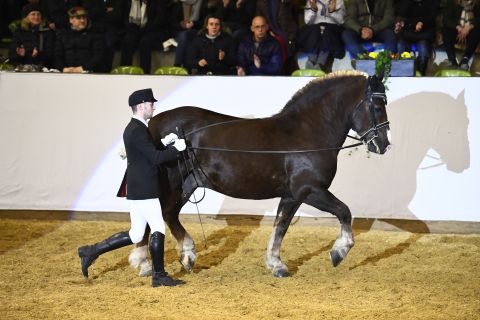 Markstein langer Zügel (Foto: Schreiner)