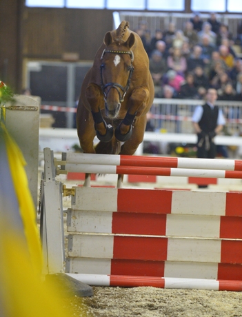 Laurel/T. beim Freispringen, Fuchs Trakehner