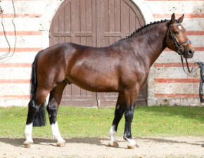 Standbild Altwürttembergerhengst Umberto