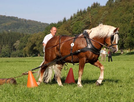 Marcellus bei der Leistungsprüfung 