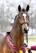 Kopfbild Limoncino, Brauner Warmblüter