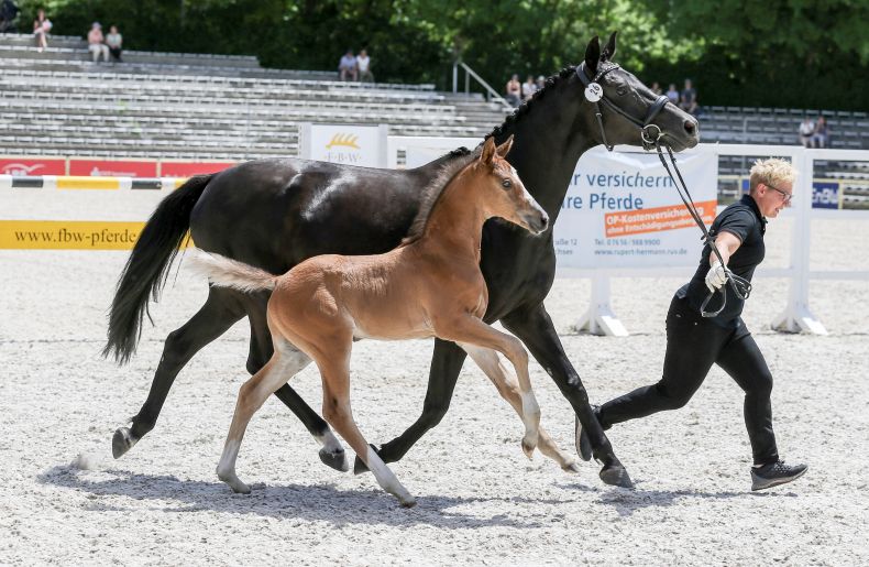 Goldhengstfohlen v. Quite Great - Black Jack bei der Fohlenschau Marbach; Z: Sportpferde Illertal, Illertissen 