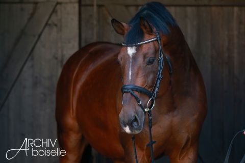 Portrait Coeur de Lion (Foto: AB)