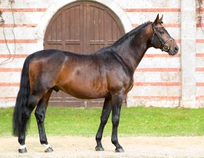 Altwürttemberger Sadie