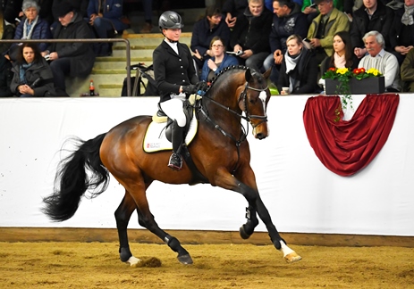 Limoncino im galopp geritten in der großen Reithalle, Brauner Warmblüter