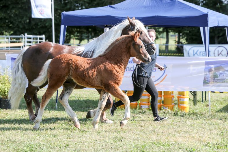 Verano, Hengstgoldfohlen v. Victor-Montan, Z: Adalbert Jegler, Deggenhausertal, FS Pfullendorf 23