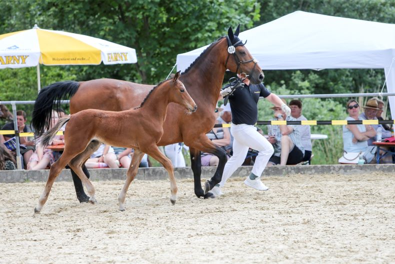 Uno's Boy, Siegerfohlen, HF v. Uno I - Chacco Blue, Z: Edith Baur, Wein, FS Leutkirch