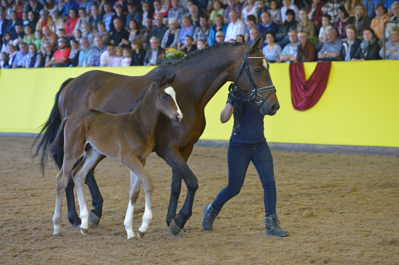 Stute mit Fohlen bei Fuß in der Reithalle