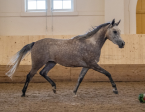 Verkaufspferde Araber freilaufend in der historischen Reithalle
