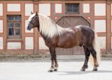 Standbild Rodewald, Dunkelfuchs Schwarzwälder