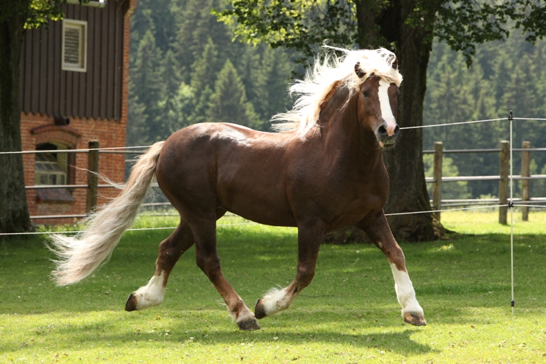 Schwarzwälder Kaltbluthengst Marbach (Foto: Archiv Boiselle)