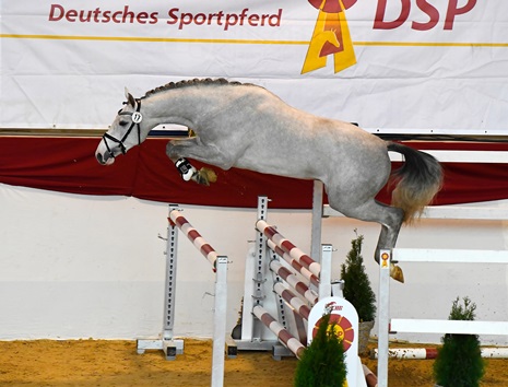 Doctor Blue beim Freispringen in München, Schimmel Warmblüter