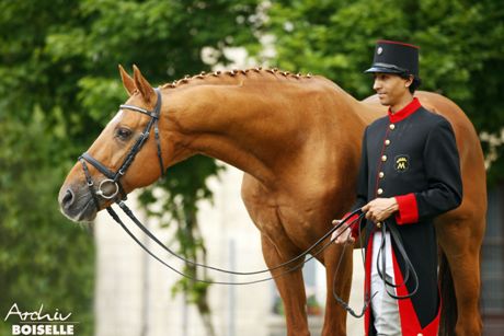 Portrait Laurel/T., Fuchs Trakehner