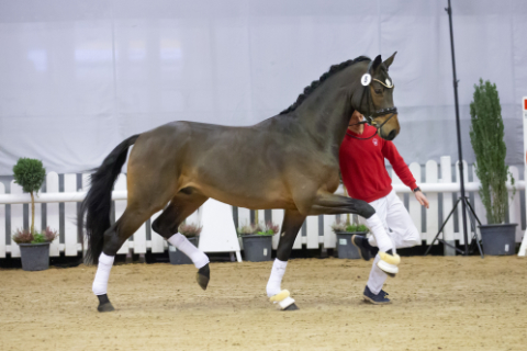 Bourbon an der Hand, Brauner Warmblüter