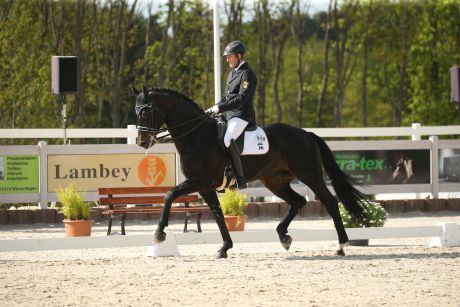 Durello im Trab geritten in der Arena, Schwarzbrauner Warmblüter