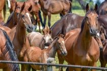 2019-07-25 Marbacher Warmblutstuten Foto Tim Heide -frei.jpg