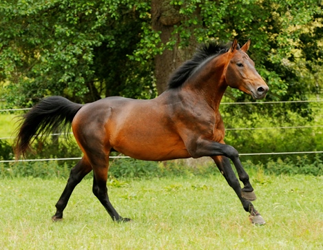 LVV Aragon im Galopp auf der Koppel, Brauner Altwürttemberger