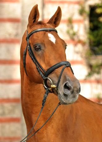 Kopfbild Laurel/T., Fuchs Trakehner