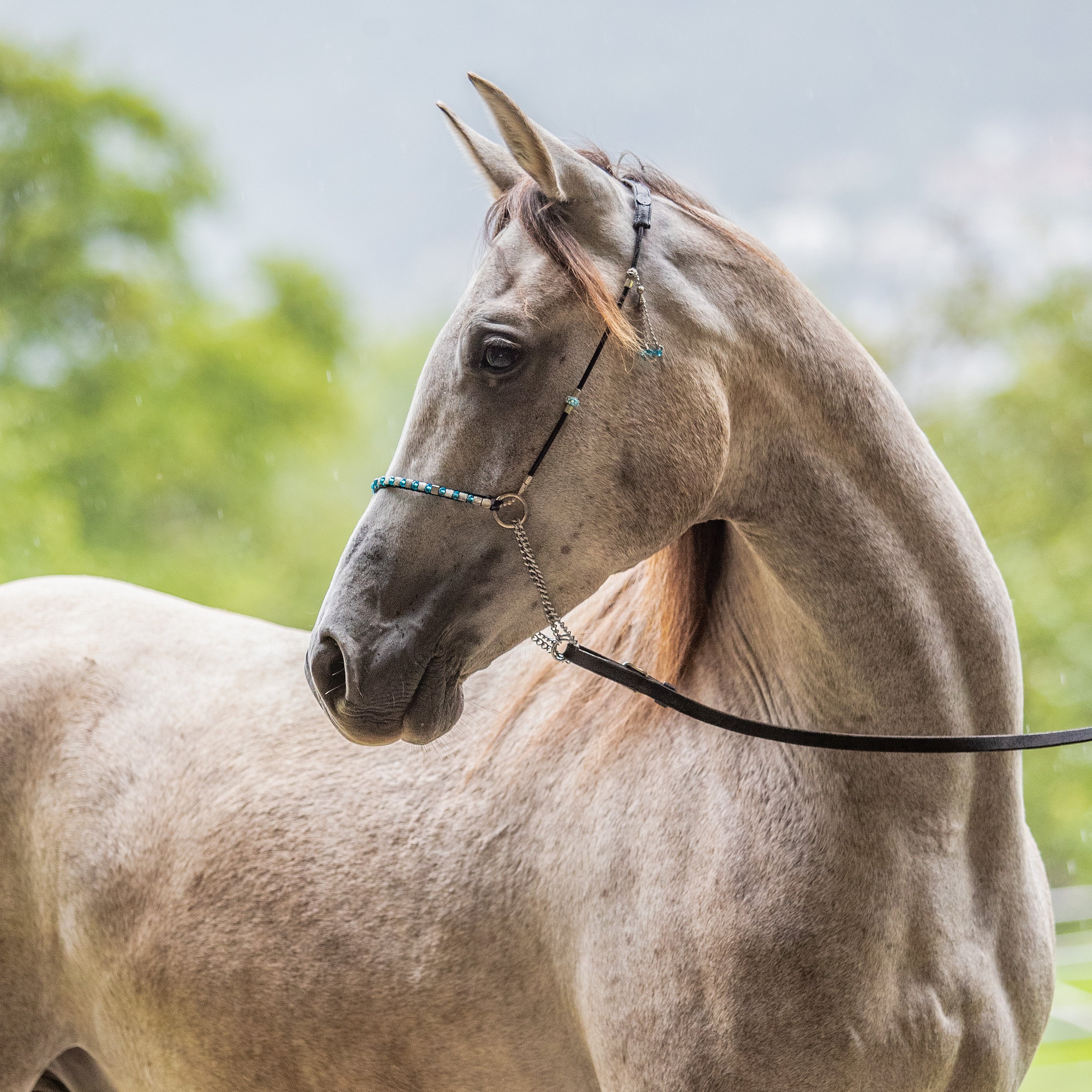 WM Daris ox (Foto: Oliver Seitz)