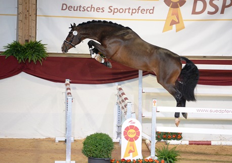 Limoncino beim Freispringen auf der Körung in München, Brauner Warmblüter