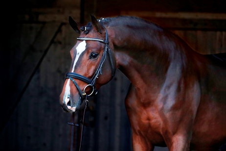 Kopfbild Limoncino, Brauner Warmblüter