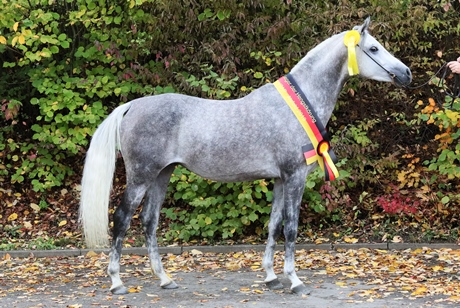 Standbild WM Devdas ox mit Schärpe, Schimmel Vollblutaraber