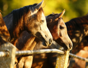 Fohlen auf der Koppel schauen in Richtung Sonne