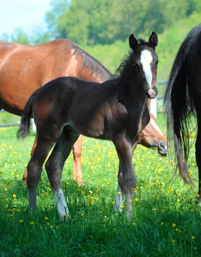 Fohlen auf den Stutenweiden (Foto: Maximilian Schreiner)