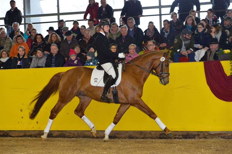 Gestütsauktion 2015 (Foto: Maximilian Schreiner)