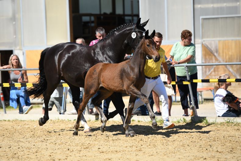 Stf. *2021 v. Durello-Sirtaki, FS Leutkirch, Z: Franz Schadel, Ehingen