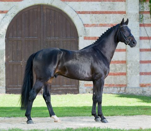 Standbild Durello, Schwarzbrauner Warmblüter