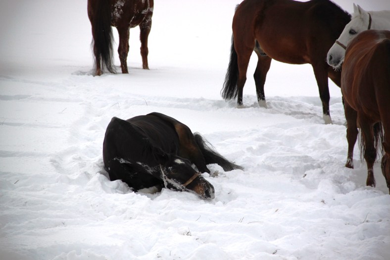 Lehrpferde auf der Koppel