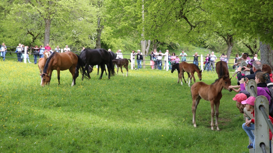 Stuten mit Fohlen auf der Koppel