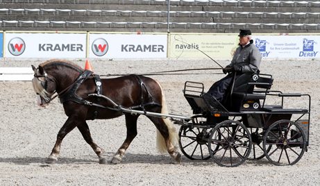 Roter Milan vor der Kutsche in der Arena, Dunkelfuchs Schwarzwälder