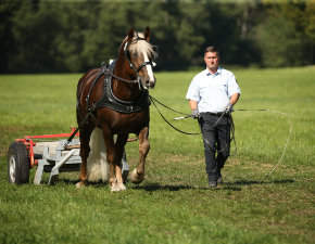 Schwarzwälder Kaltbluthengst Dachsstein mit PWM Jochen Ott