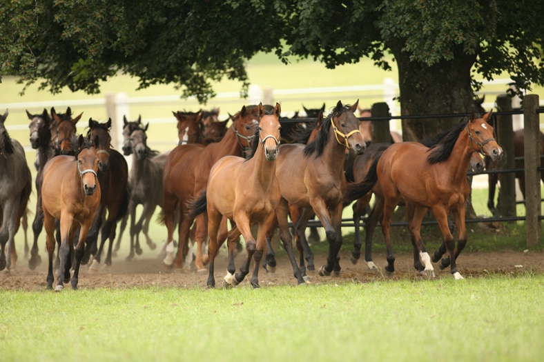 Aufzucht Marbach Vorwerk Hau (Foto: Archiv Boiselle)