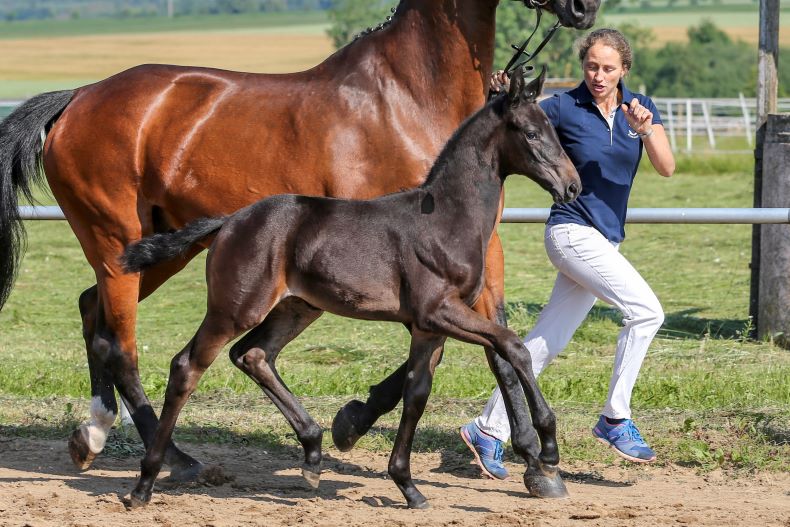 Stf. *2020, v. Durello-Royal Dance, Goldfohlen 2020, Z: Klaus & Edwin Schuster, Ellwangen