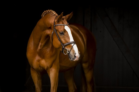 Portrait Giuliani/T., Fuchs Warmblüter