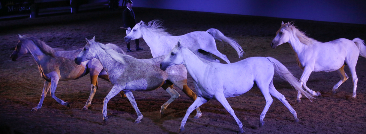 Die Silberne Herde bei den Marbach Classics 2018 (Foto: Thomas Warnack)