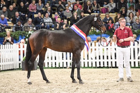 Standbild Uno I mit Schärpe, Dunkelbrauner Warmblüter