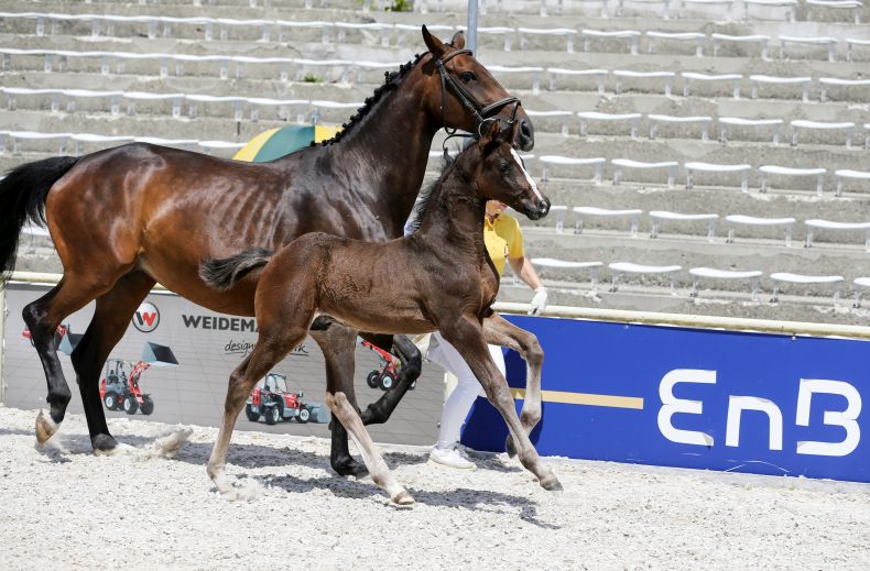 Sieger- und Goldhengstfohlen v. Uno I - Ituango xx bei der Fohlenschau Marbach 2022; Z: Bettina Zip, Ittlingen 