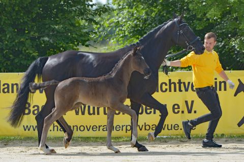 Stutfohlen v. Bourbon-Heinrich Heine *2021 (Foto: Neff)