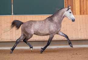 Verkaufspferd Araber