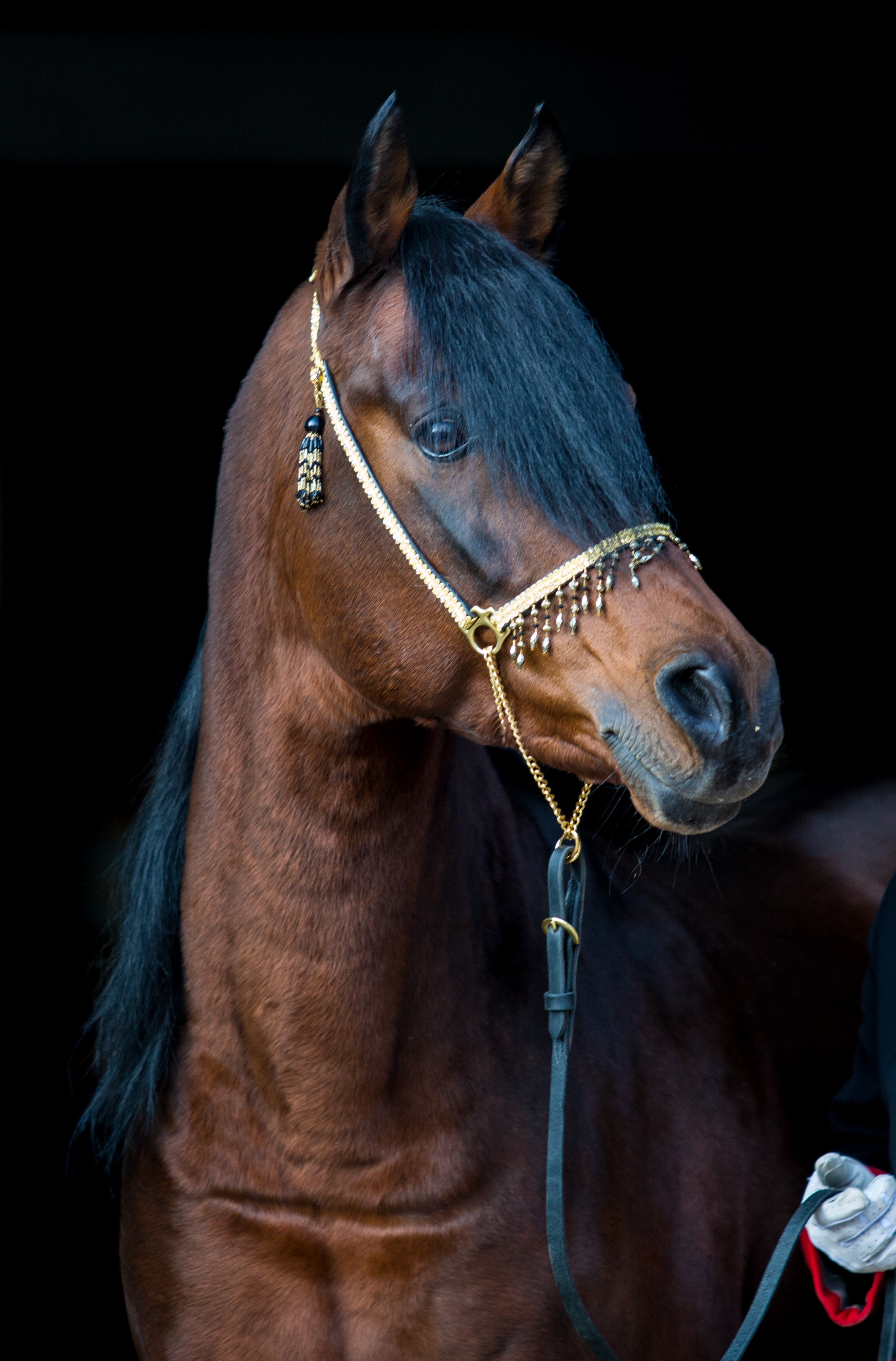 Musab ox, Vater von WM Dibajeh ox (Bild: Seitz)