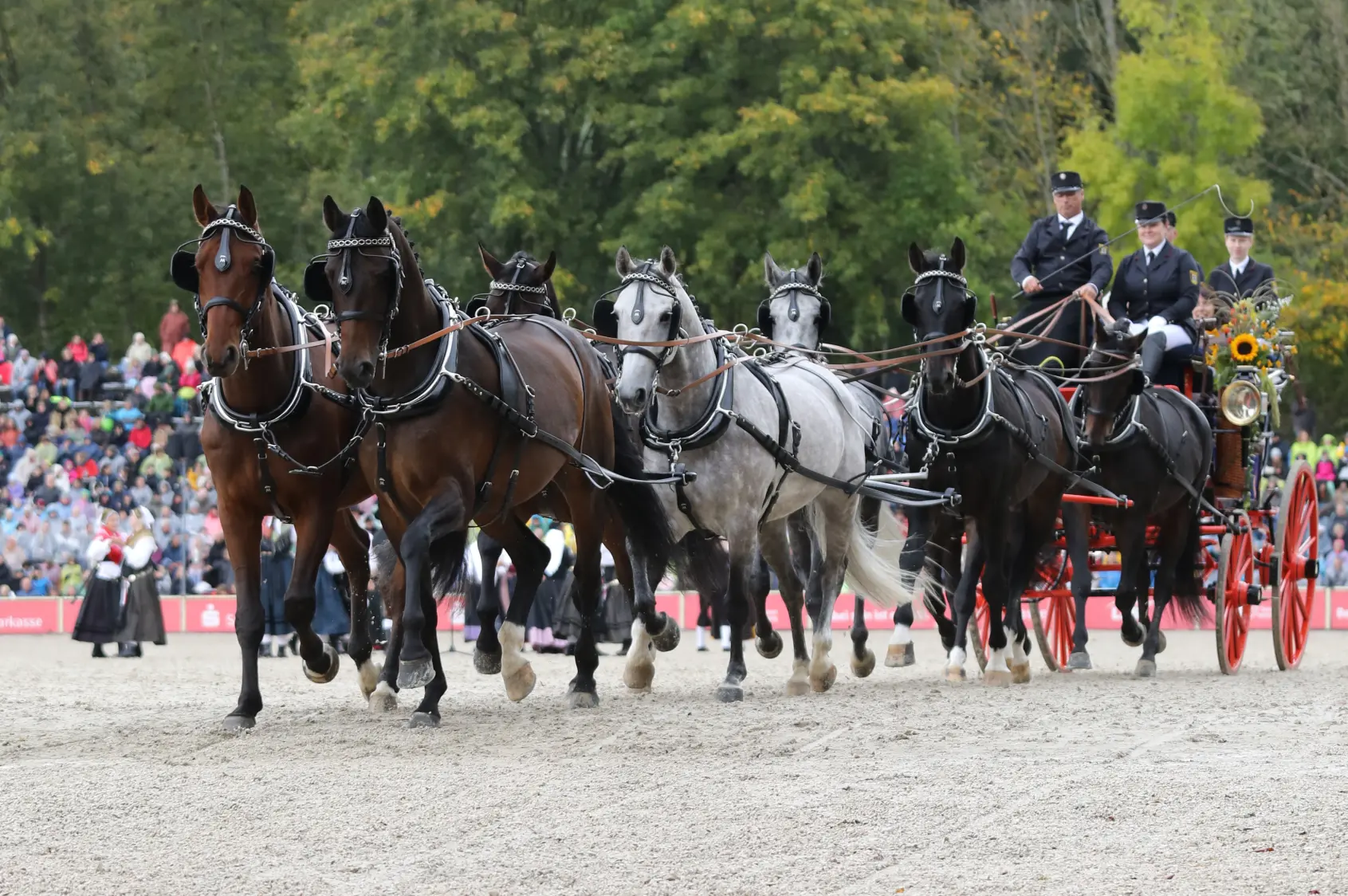 Achtspänner Hengstparade 2024