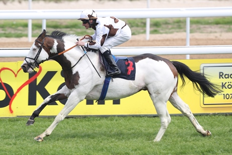 Silvery Moon xx im Galopp auf der Rennbahn, Schecke Englisches Vollblut